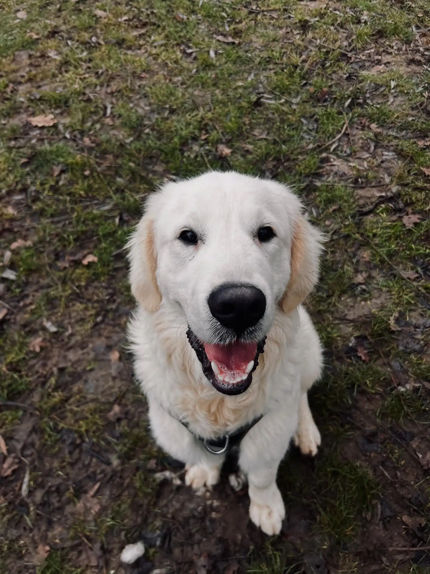 开云棋牌(中国）-内维斯女友社媒晒宠物狗照：一年前我们收养你无比正确